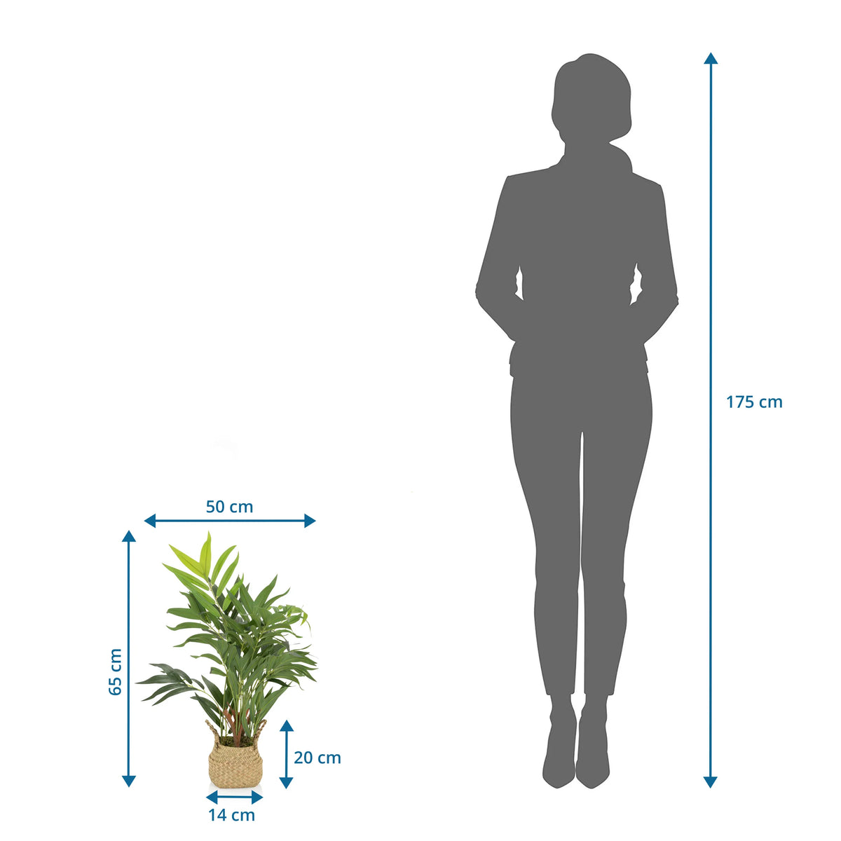 Dimensional drawing of the Artificial plant CHAMAEDOREA with a height of 65 cm by hjh OFFICE