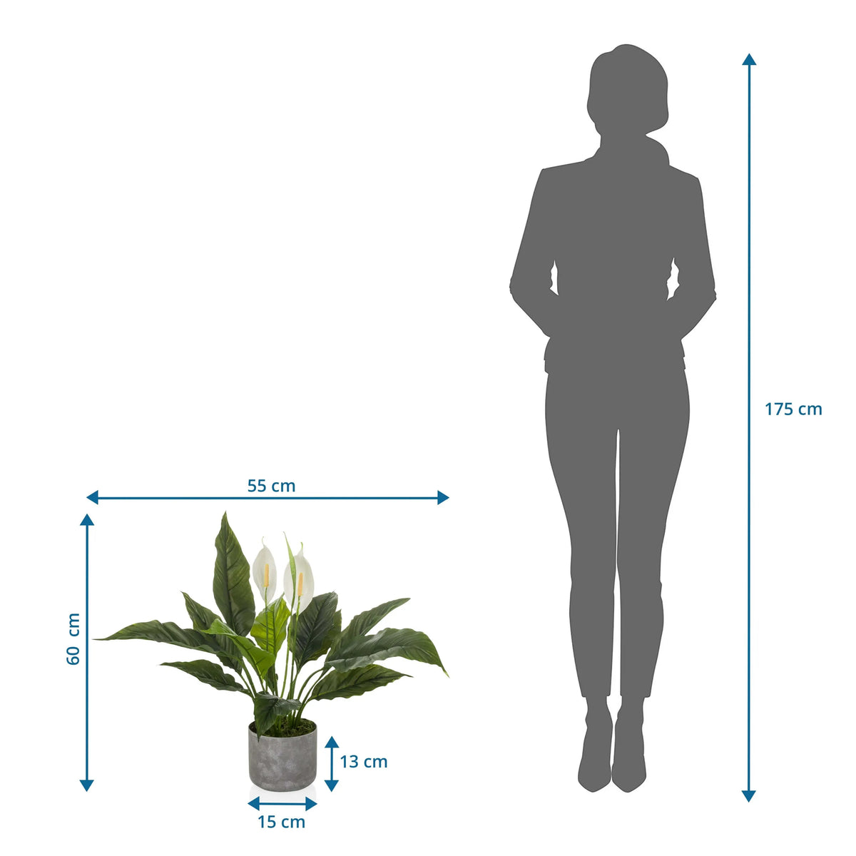 Dimensional drawing of the Artificial plant Spathiphyllum 1 with 60 x 55 cm compared to a person by hjh OFFICE