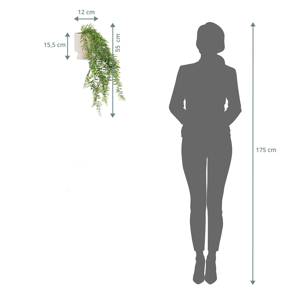 Dimensional drawing of the Filix wall plant with a total height of 55 cm and a width of 12 cm by hjh OFFICE
