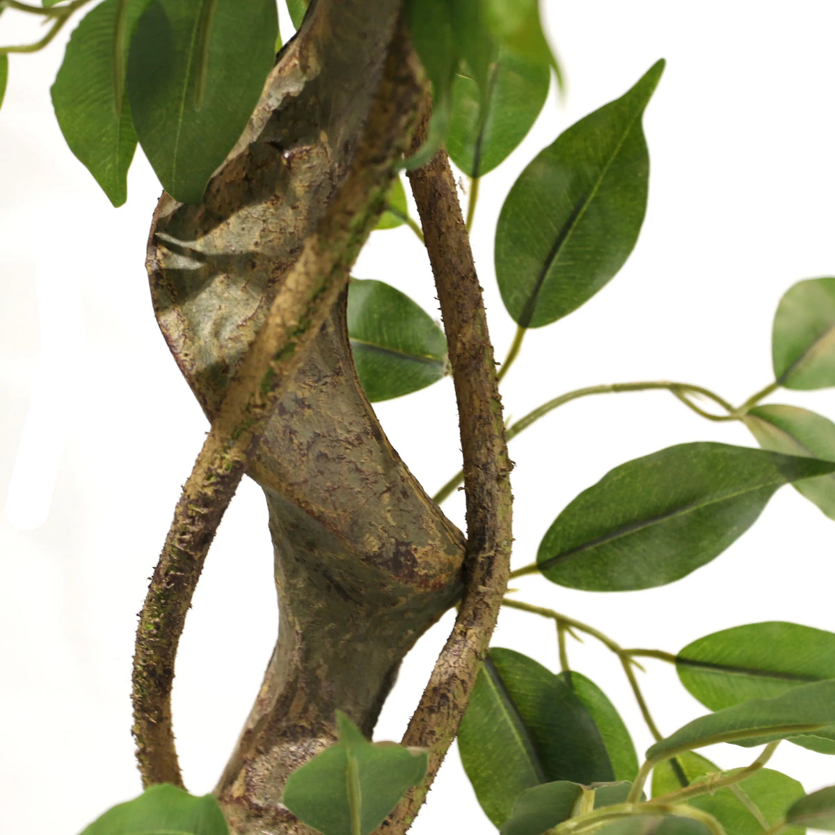 Structured brown stem with green leaves of the Artificial plant FICUS I by hjh OFFICE