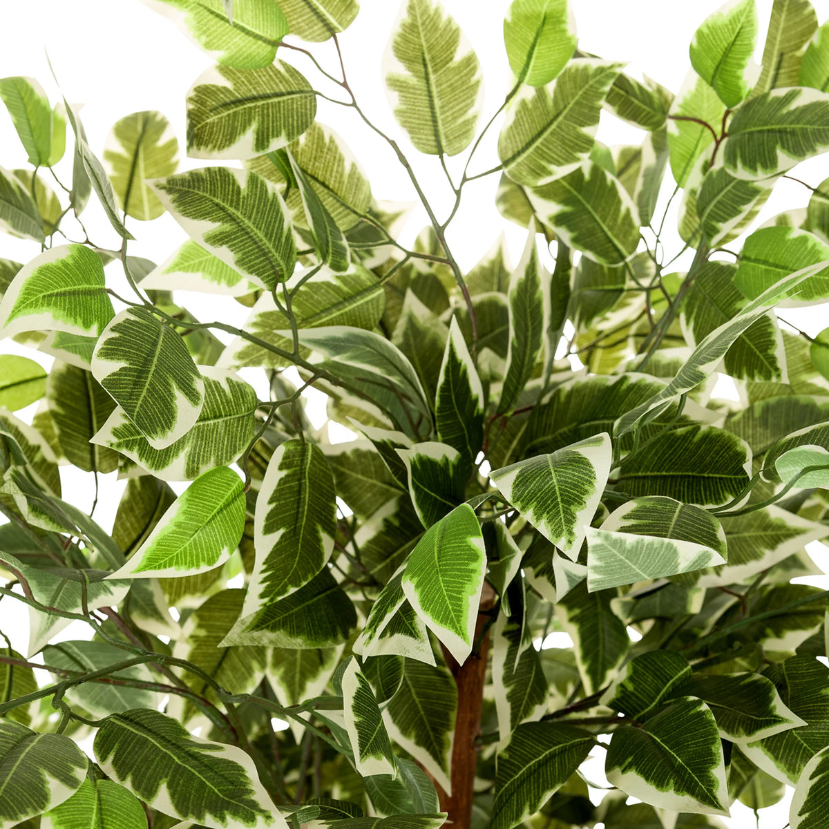 Green and white variegated leaves of the Artificial plant FICUS by hjh OFFICE