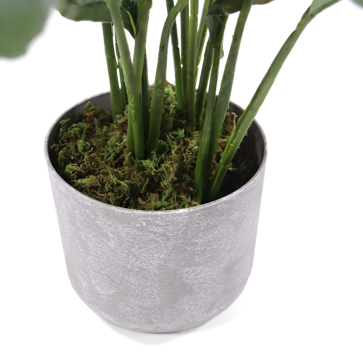 Grey plant pot with green moss of the artificial plant Spathiphyllum 1 by hjh OFFICE