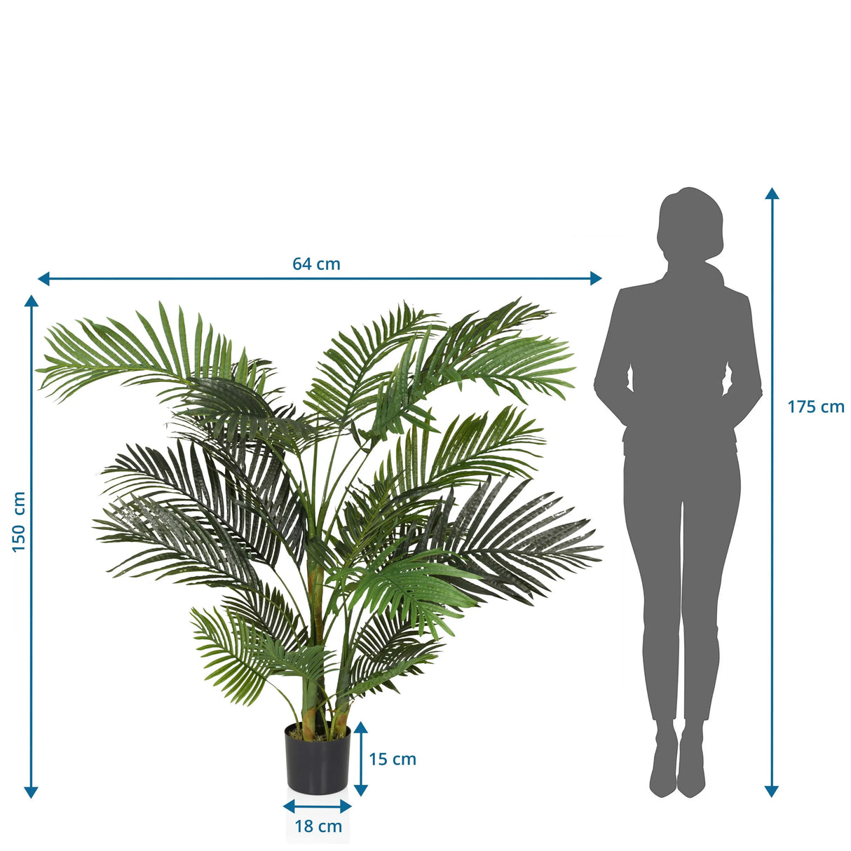 Dimensional drawing of the Artificial plant ARECA II with a height of 150 cm and width of 64 cm by hjh OFFICE