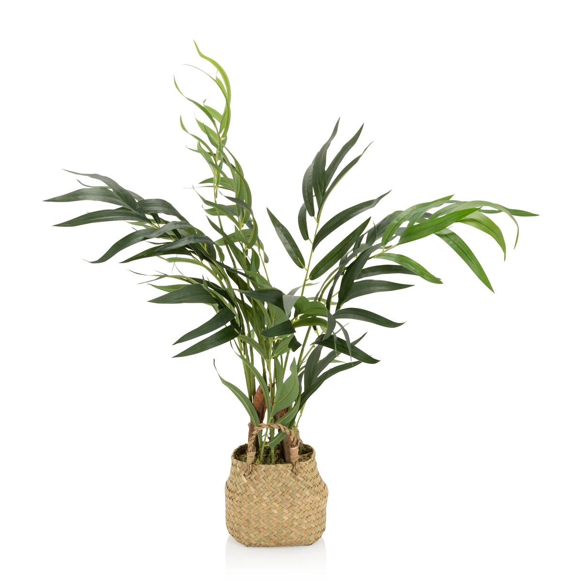 Green Artificial plant CHAMAEDOREA in a woven natural material pot by hjh OFFICE – 360-degree view (side profile 90°)