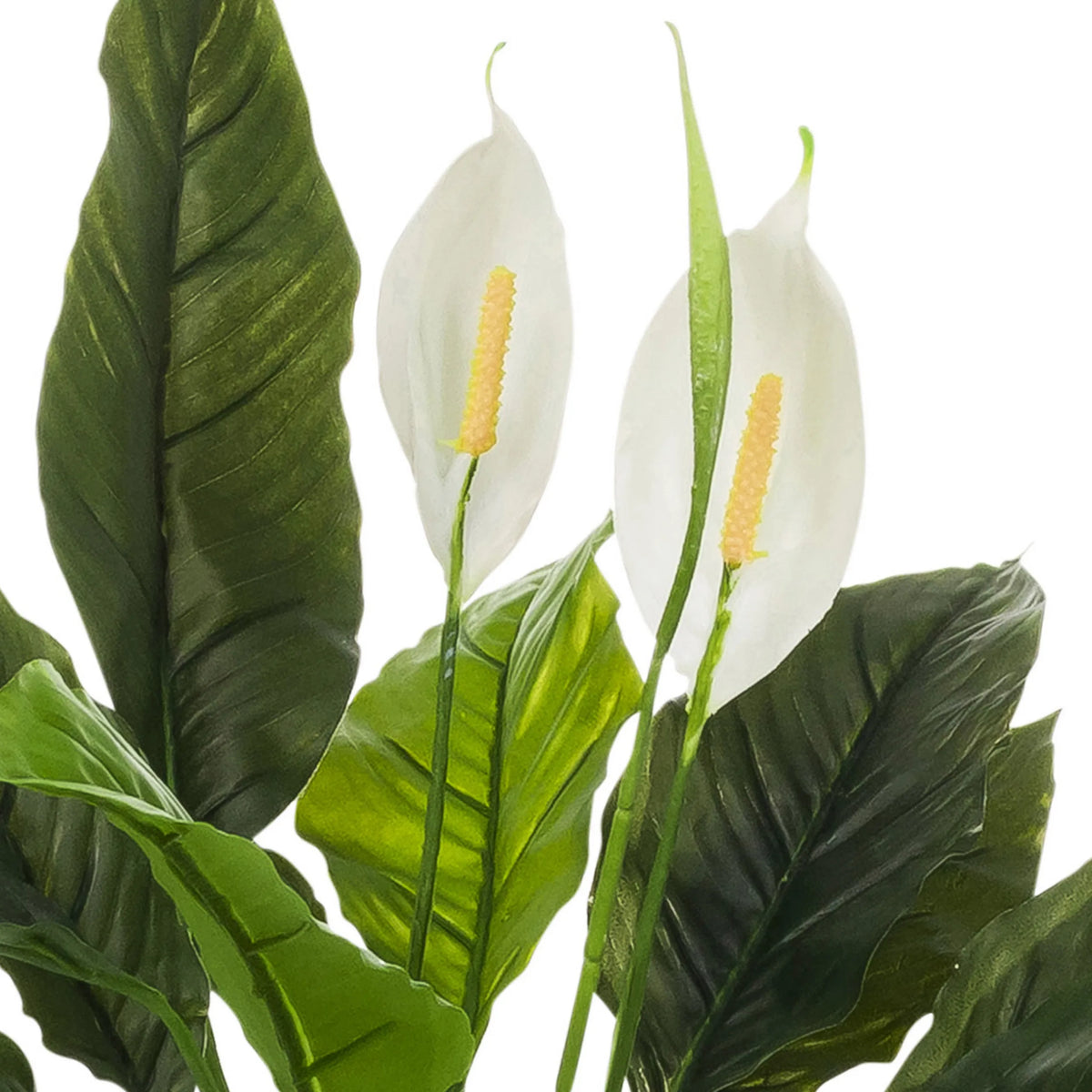 White blossoms and green leaves of the Artificial plant Spathiphyllum 1 by hjh OFFICE