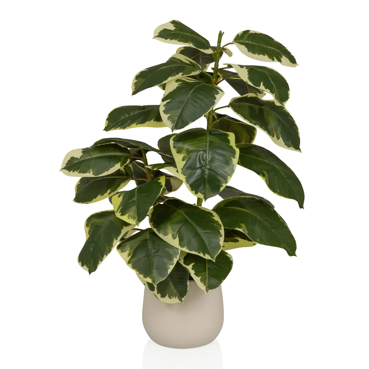 Ficus 3 - Artificial plant