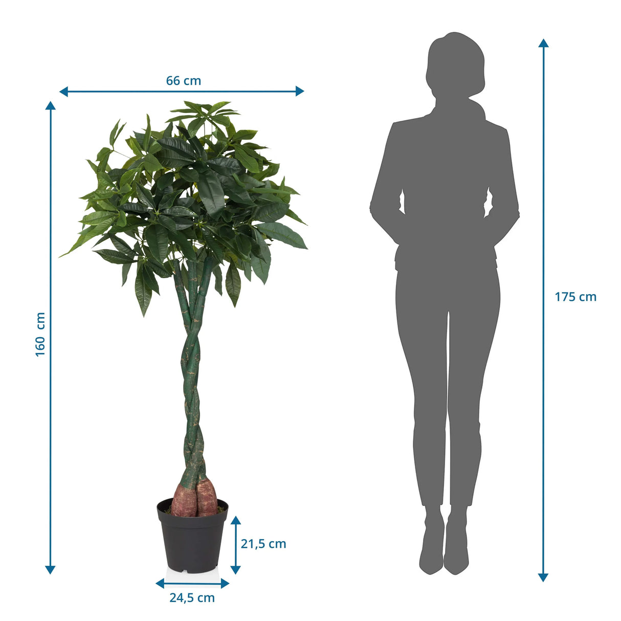 Dimensional drawing of the Artificial plant PACHIRA with a height of 160 cm and width of 66 cm by hjh OFFICE