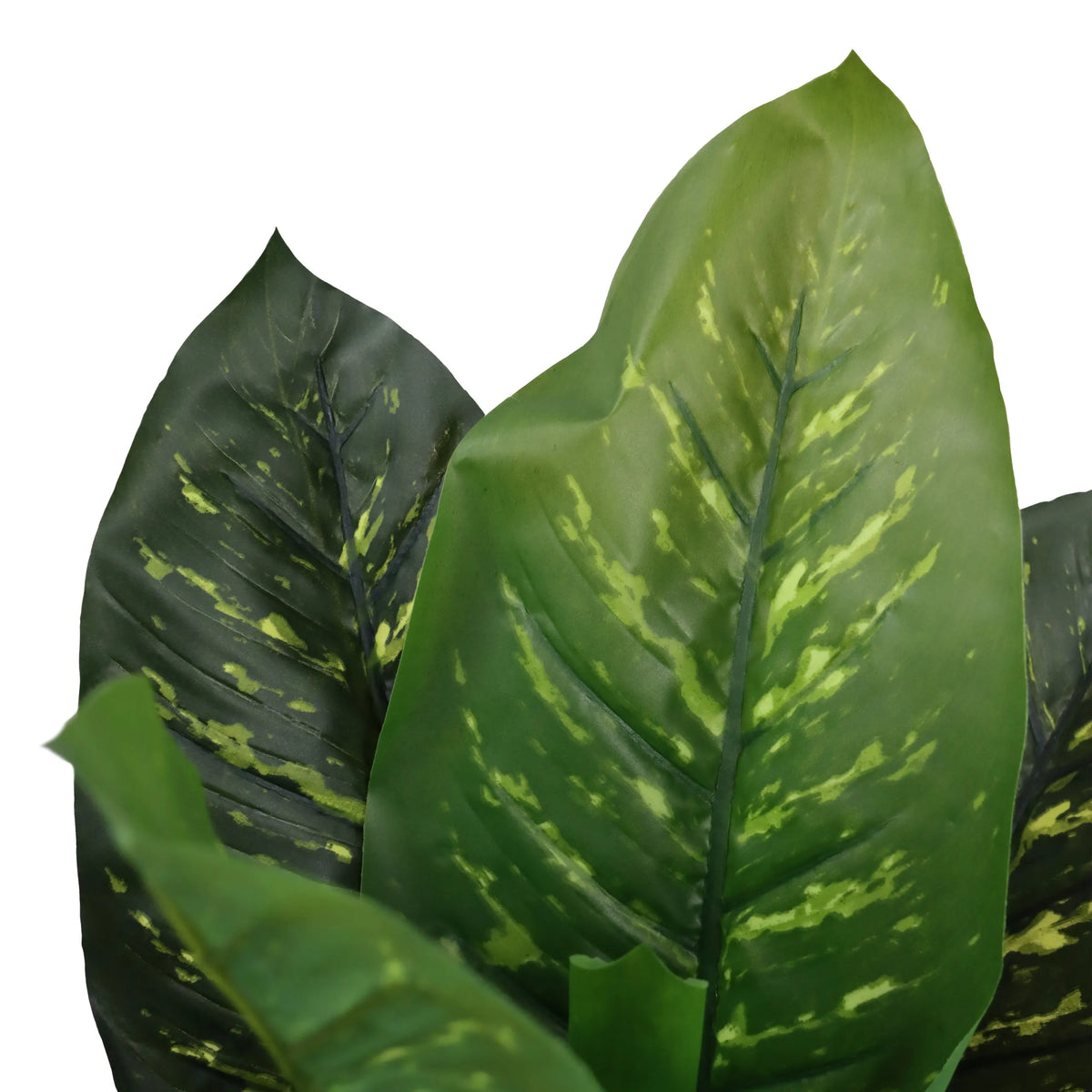 Green leaves of the DIEFFENBACHIA artificial plant with lighter veining by hjh OFFICE