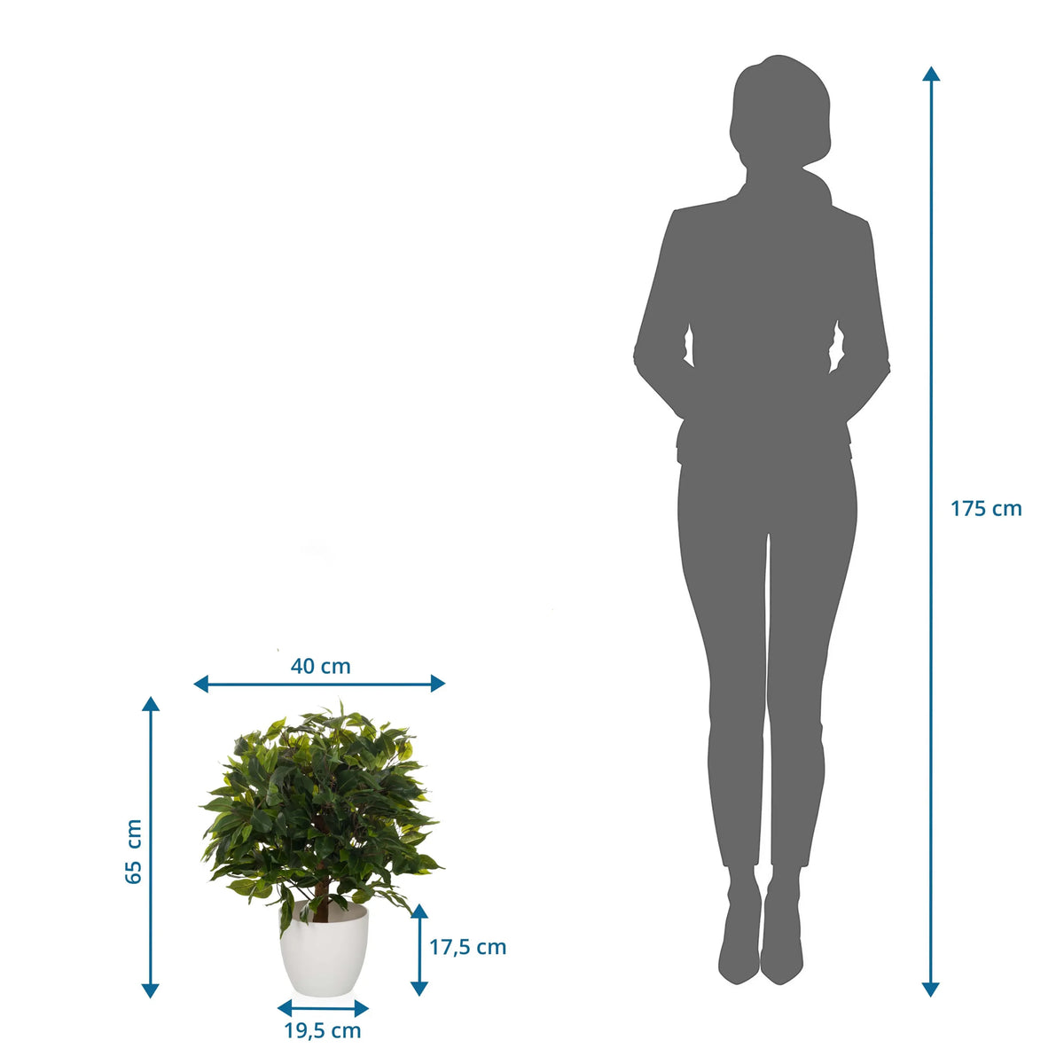 Dimensional drawing of the Artificial plant FICUS II with a height of 65 cm and width of 40 cm by hjh OFFICE