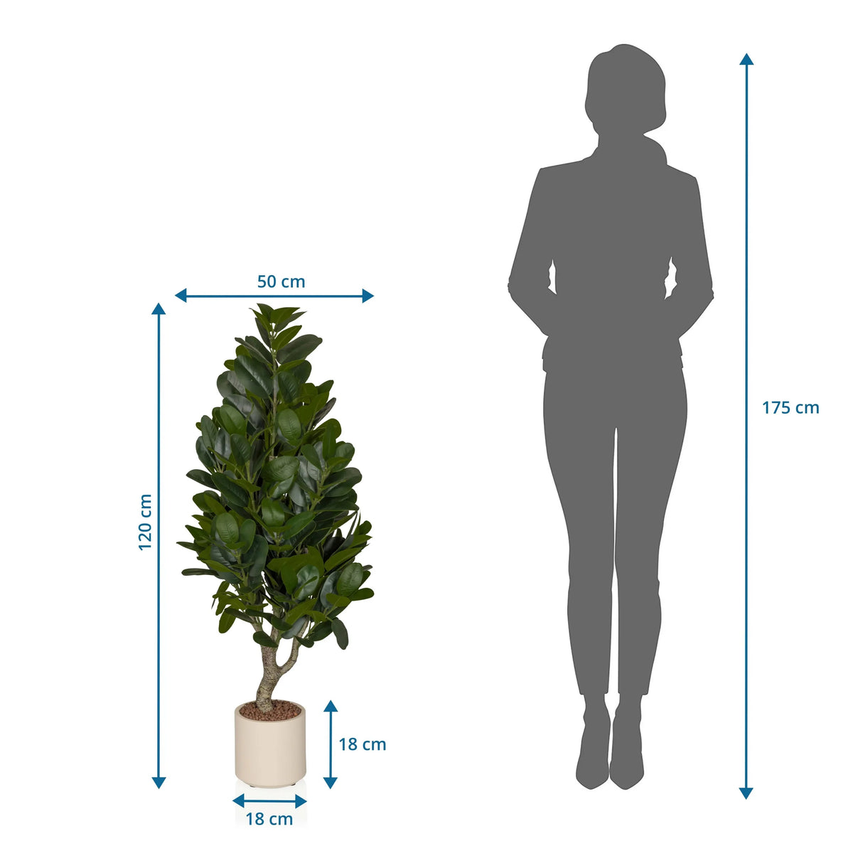 Dimensional drawing of the Artificial plant Garcinia with a height of 120 cm and width of 50 cm by hjh OFFICE