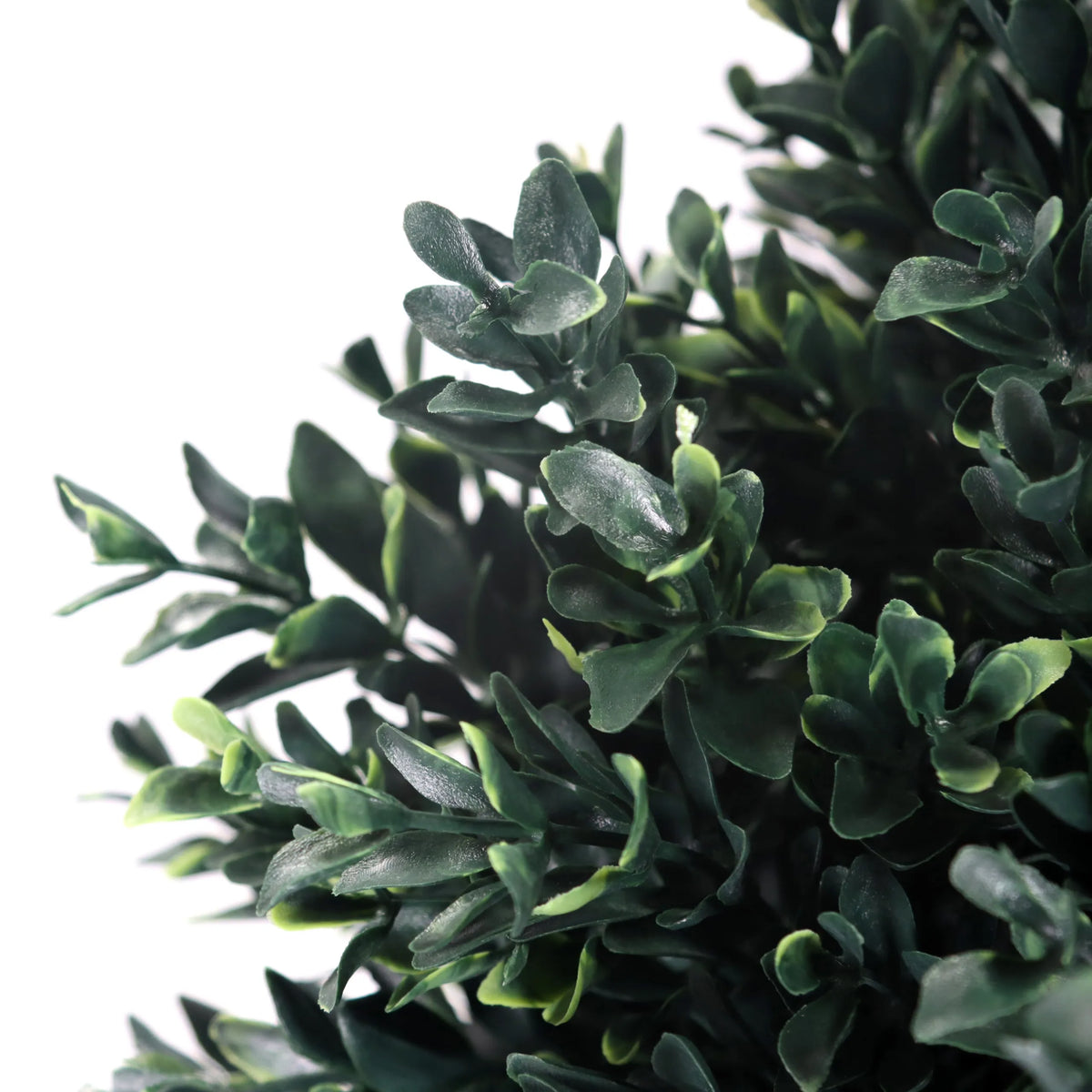 Green leaves of the Artificial plant BUXUS by hjh OFFICE
