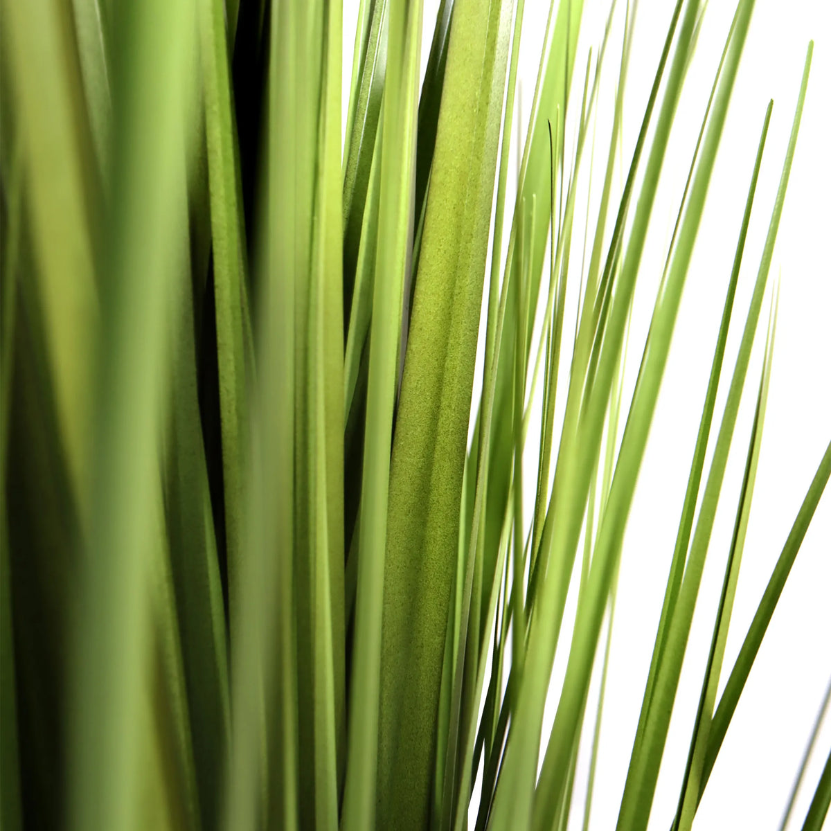 Green leaves of the artificial plant CORTADERIA by hjh OFFICE