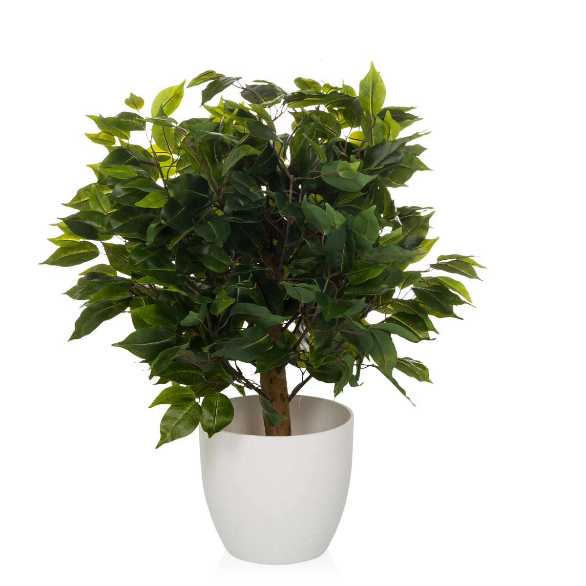 Green Artificial plant FICUS II in a white pot by hjh OFFICE – 360-degree view (side profile 90°)
