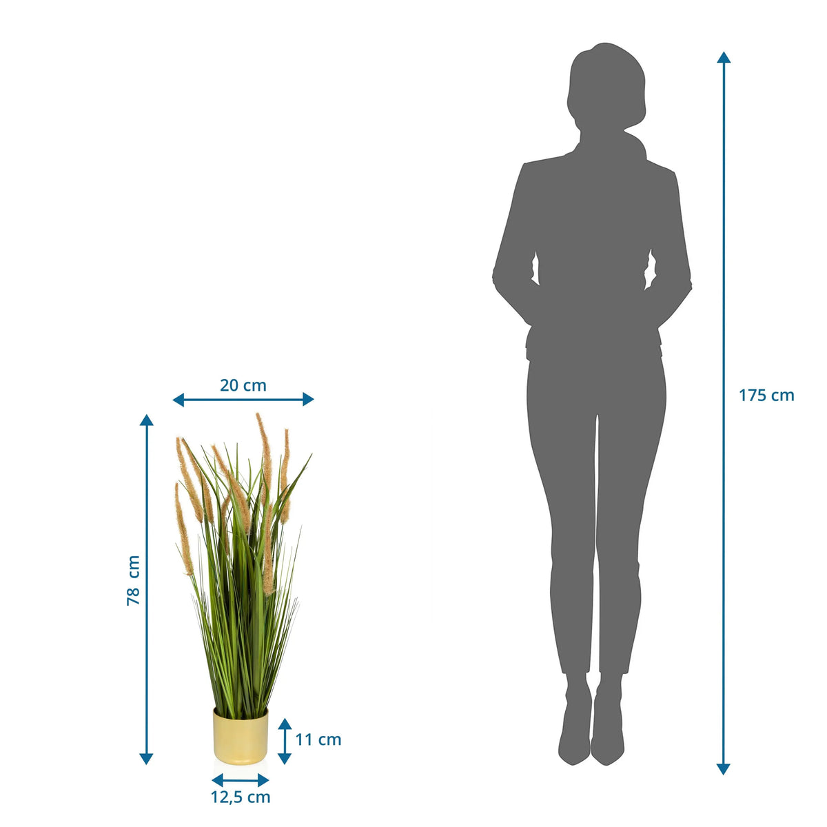 Dimensional view of the Artificial plant CORTADERIA I with a total height of 78 cm by hjh OFFICE