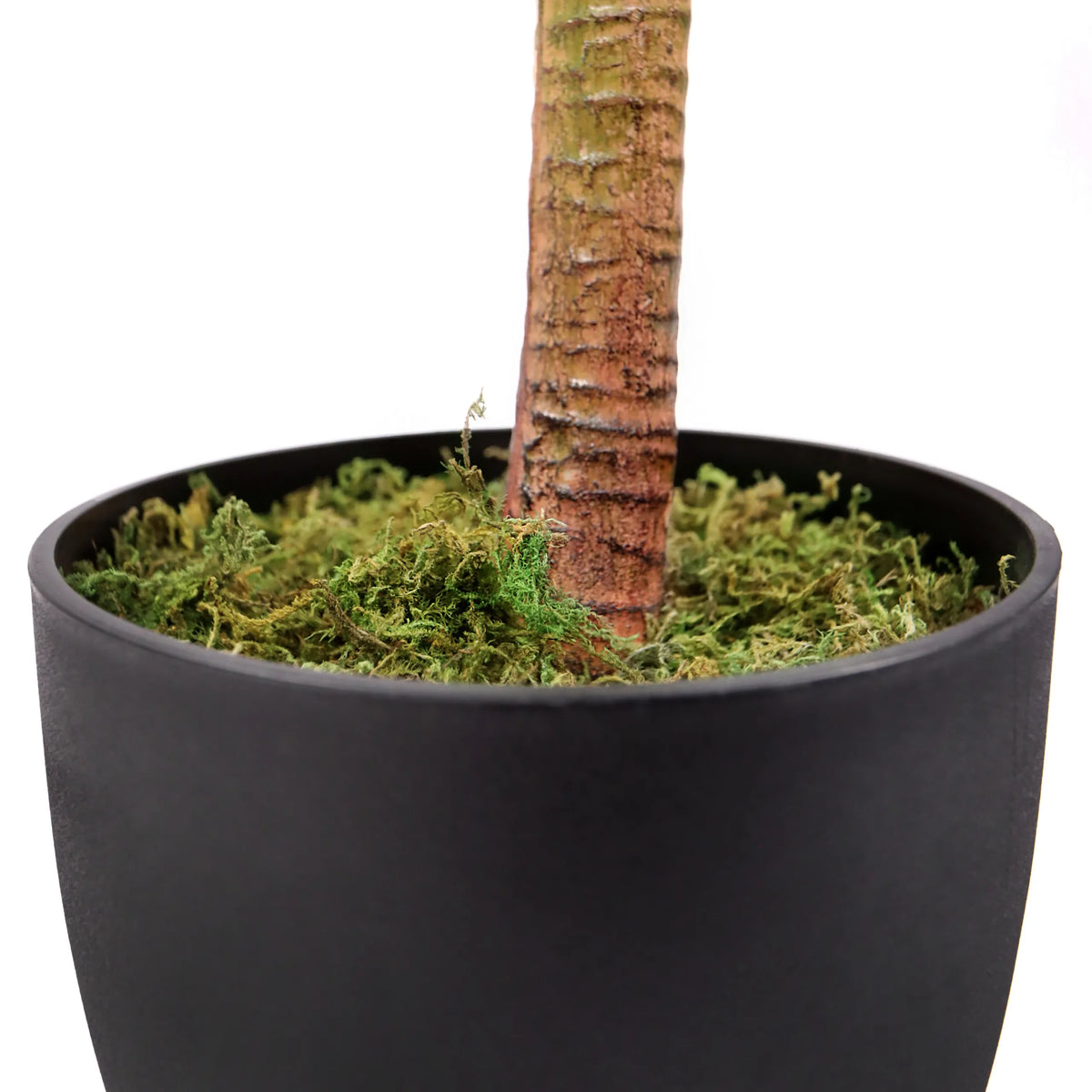 Trunk and black plant pot with green moss of the artificial plant DRACAENA I by hjh OFFICE