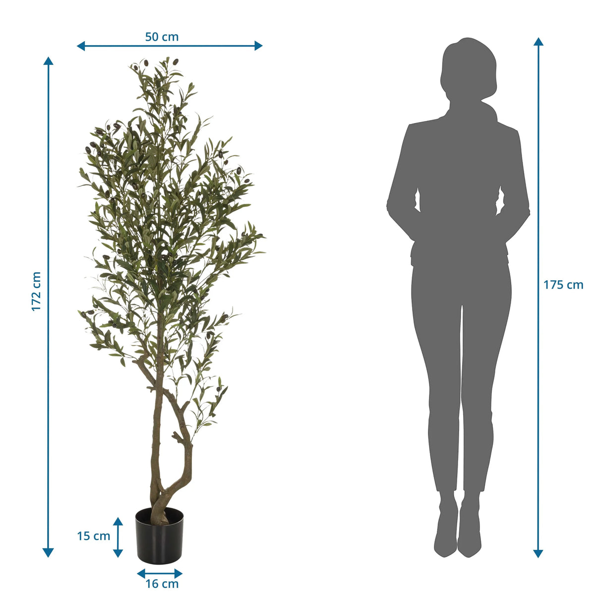 Dimensional drawing of the Artificial plant OLIVE I with a height of 172 cm by hjh OFFICE