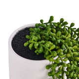 Green artificial plant in a white pot, model Senecio Climb by hjh OFFICE