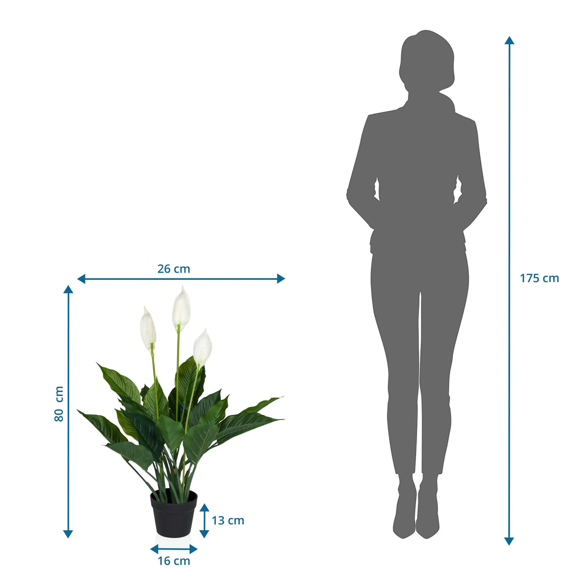 Dimensional drawing of the Artificial plant SPATHIPHYLLUM with a height of 80 cm and width of 26 cm by hjh OFFICE