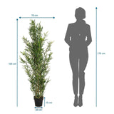 Dimensional drawing of the Artificial plant BAMBUS with a height of 165 cm and a width of 70 cm by hjh OFFICE