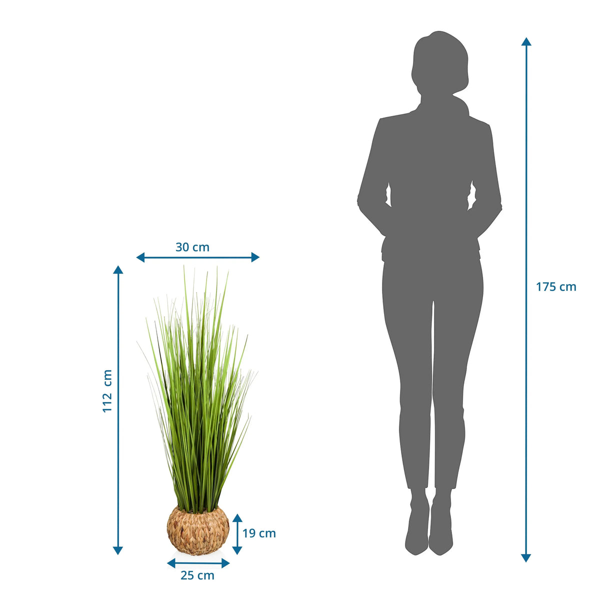 Dimensional drawing of the Artificial plant CORTADERIA with a height of 112 cm and width of 30 cm by hjh OFFICE