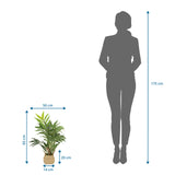Dimensional drawing of the Artificial plant CHAMAEDOREA with a height of 65 cm by hjh OFFICE