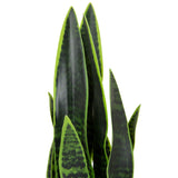 Green leaves of the artificial plant SANSEVIERIA with dark green patterns by hjh OFFICE