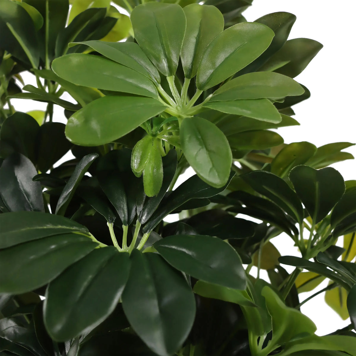 Green leaves of the artificial plant Schefflera 2 by hjh OFFICE