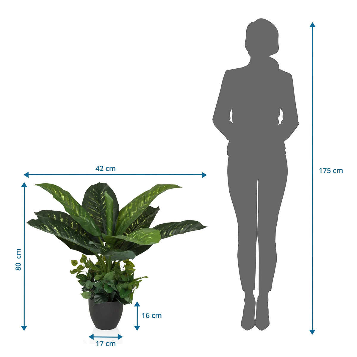 Dimensional drawing of the Artificial plant DIEFFENBACHIA with a height of 80 cm and width of 42 cm by hjh OFFICE