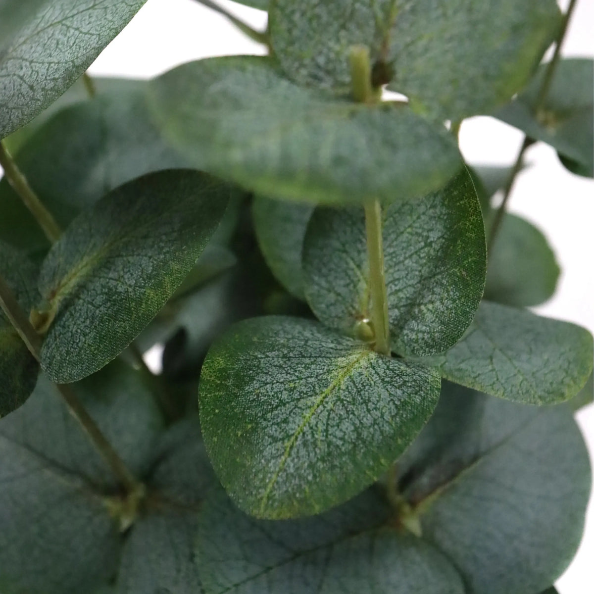 Green leaves of the artificial plant Eucalyptus by hjh OFFICE