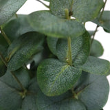 Green leaves of the artificial plant Eucalyptus by hjh OFFICE