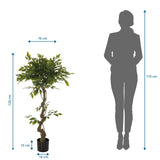 Dimensional view of the Artificial plant FICUS I with a height of 120 cm and a width of 70 cm by hjh OFFICE