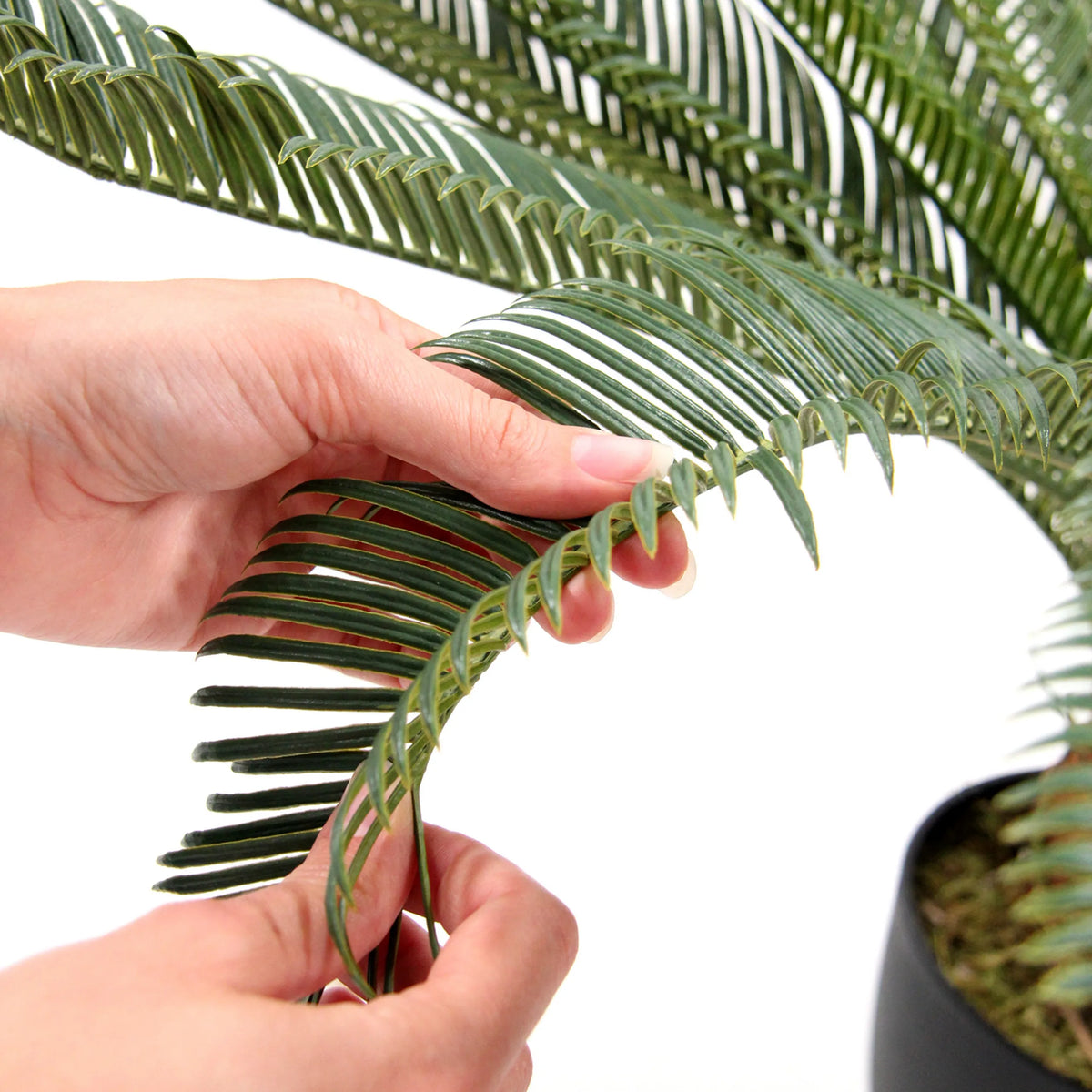 Close-up of green fronds of the artificial plant CYCAS by hjh OFFICE