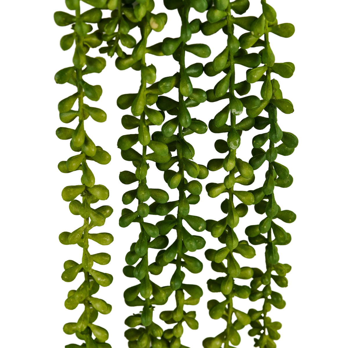 Green leaves of the hanging plant Senecio Climb by hjh OFFICE