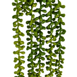Green leaves of the hanging plant Senecio Climb by hjh OFFICE