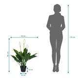 Dimensional drawing of the Artificial plant SPATHIPHYLLUM with a height of 80 cm and width of 26 cm by hjh OFFICE