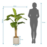 Dimensional drawing of the Artificial plant BANANE I with a height of 150 cm and width of 60 cm by hjh OFFICE