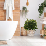 Green artificial plant FICUS II in a woven white pot in a bathroom by hjh OFFICE