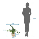 Dimensional drawing of the Artificial plant ZAMIE measuring 50 × 50 cm next to a person's silhouette by hjh OFFICE