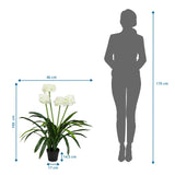 Dimensional drawing of the Artificial plant AGAPANTHUS with a height of 100 cm and width of 46 cm by hjh OFFICE