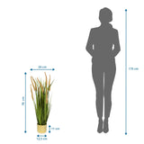 Dimensional view of the Artificial plant CORTADERIA I with a total height of 78 cm by hjh OFFICE