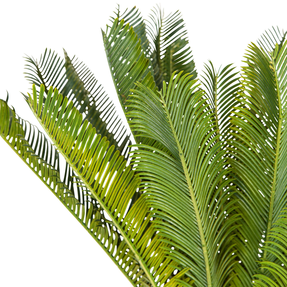 Green leaves of the Artificial plant CYCAS by hjh OFFICE