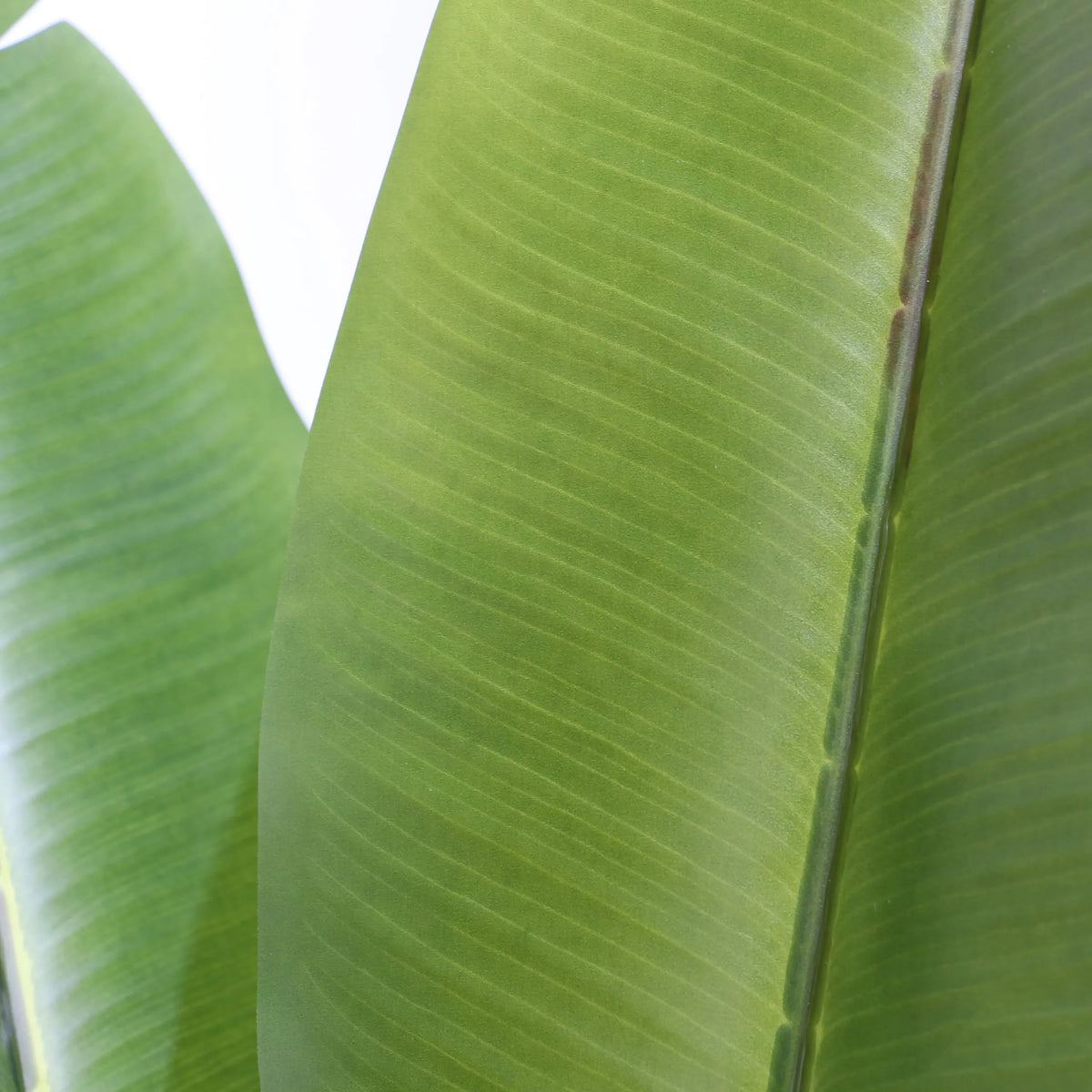Green leaf structure of the Artificial plant BANANE by hjh OFFICE