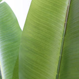 Green leaf structure of the Artificial plant BANANE by hjh OFFICE