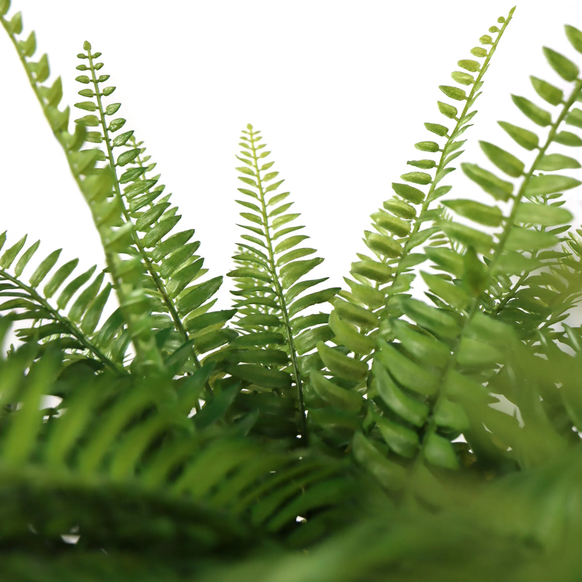 Green fern fronds of the Artificial plant Proliferum by hjh OFFICE