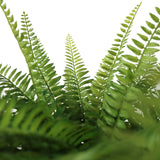 Green fern fronds of the Artificial plant Proliferum by hjh OFFICE