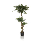 Green Artificial plant ACACIA with twisted stem in a black pot by hjh OFFICE – 360-degree view (front view 0°)
