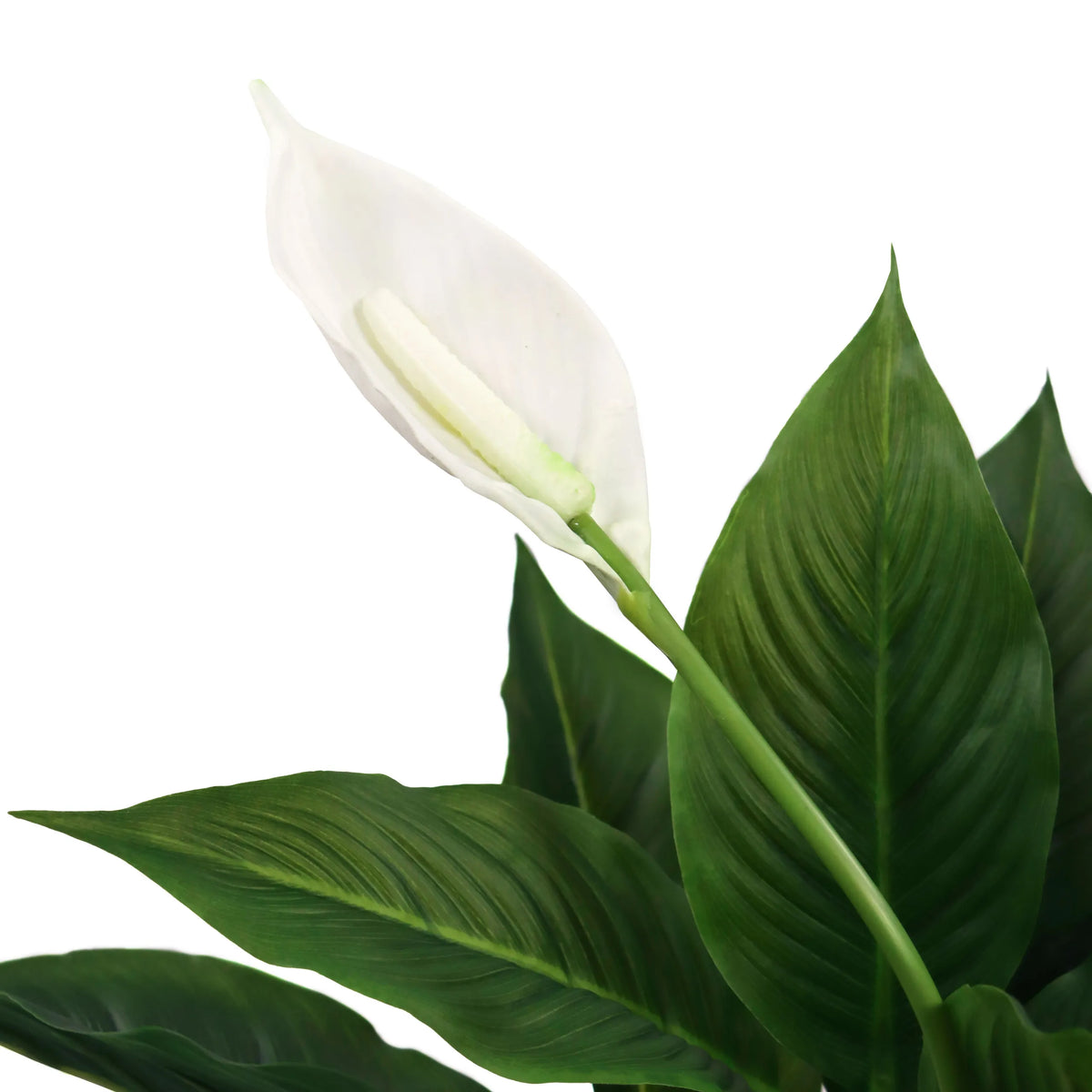 White blossom and green leaves of the artificial plant SPATHIPHYLLUM by hjh OFFICE