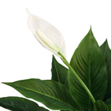 White blossom and green leaves of the artificial plant SPATHIPHYLLUM by hjh OFFICE