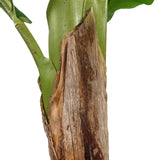 Main stem with brown bark of the artificial plant BANANE I by hjh OFFICE