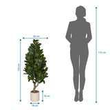 Maßzeichnung der Kunstpflanze Garcinia mit einer Höhe von 120 cm und Breite von 50 cm von hjh OFFICE